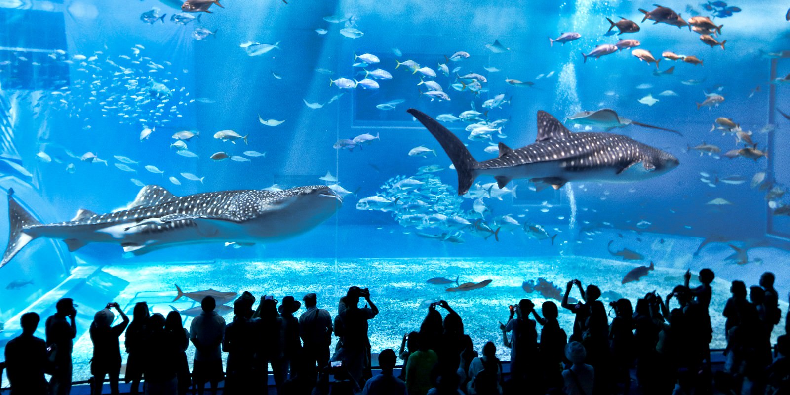 沖繩推薦必去景點│美麗海水族館必看重點與表演時間分享 @主播台下的小確幸❤貝貝