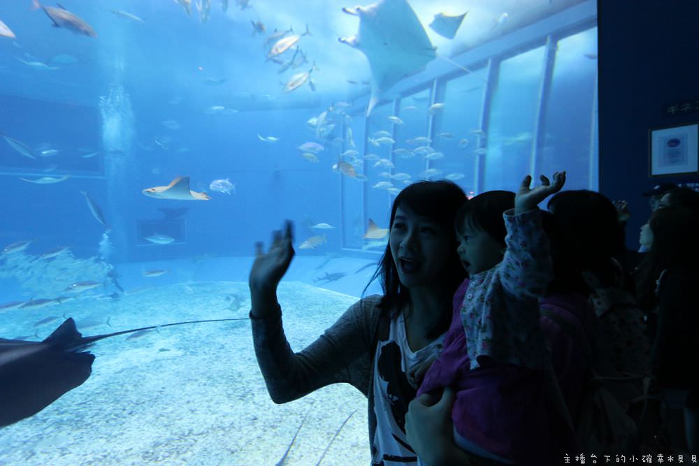 日本沖繩美麗海水族館