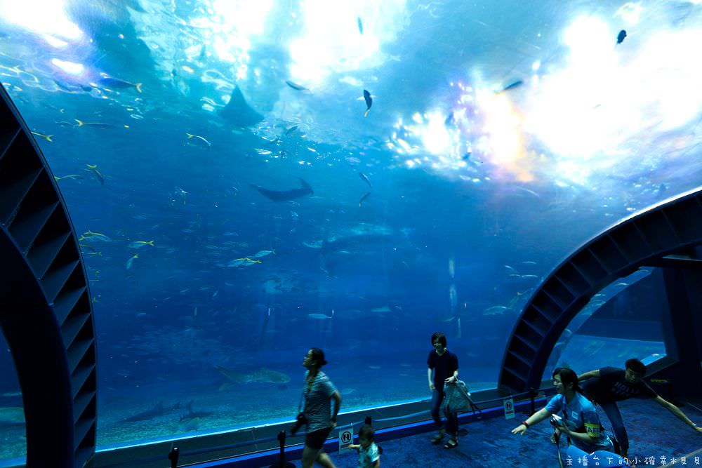 日本沖繩美麗海水族館