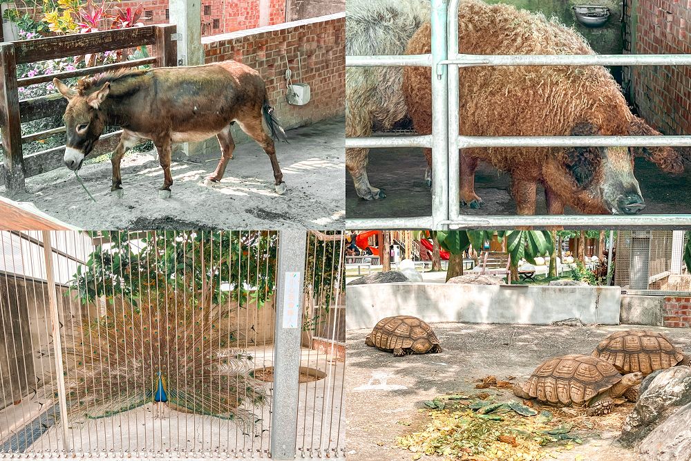 嘉義親子景點三隻小豬觀光農場餵動物玩沙設施拍照