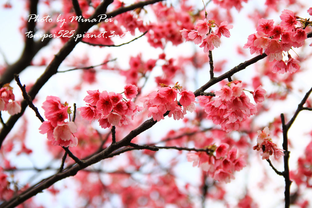 【賞花】陽明山上的小日本❤平菁街42巷賞櫻景點-滿開盛況