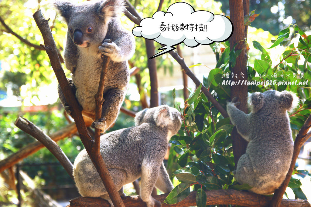 【澳洲-必去景點篇】Currumbin庫倫濱野生動物園-一定要抱無尾熊 @主播台下的小確幸❤貝貝